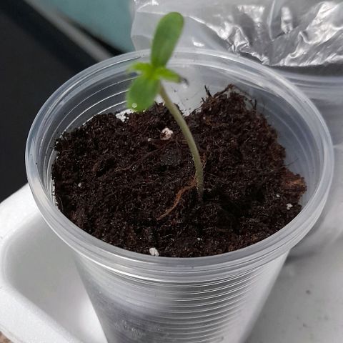 Chalupas var. CBD growlog photo: Exiate alta humedad
Se llevó a invernadero