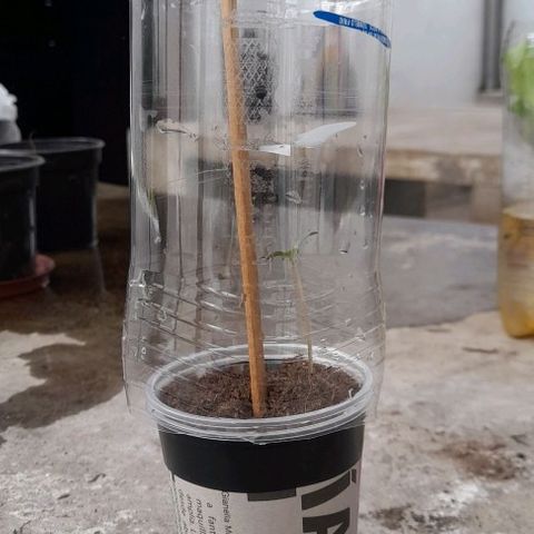 Chalupas var. CBD growlog photo: Se agregó sustrato
Se colocó un tutor