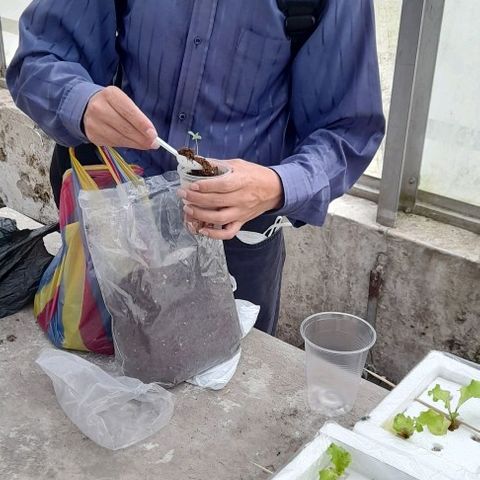 Chalupas var. CBD growlog photo: Se agregó sustrato
Se colocó un tutor