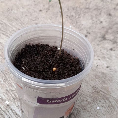 Chalupas var. CBD growlog photo: Se agregó sustrato
Se colocó un tutor