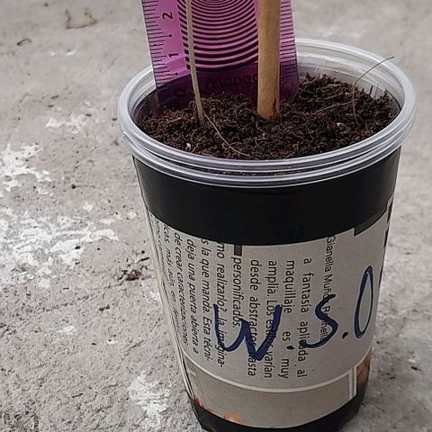 Chalupas var. CBD growlog photo: El tallo de la planta está de color verde a cambiado del color blanco que tenía cuando estaba en ambiente cerrado.