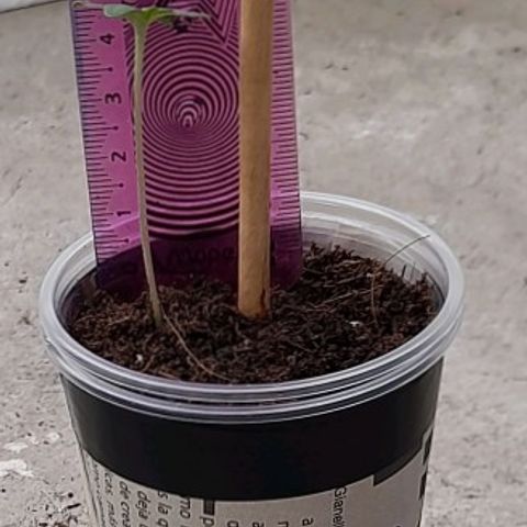 Chalupas var. CBD growlog photo: El tallo de la planta está de color verde a cambiado del color blanco que tenía cuando estaba en ambiente cerrado.