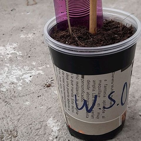 Chalupas var. CBD growlog photo: El tallo de la planta está de color verde a cambiado del color blanco que tenía cuando estaba en ambiente cerrado.