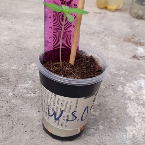 Chalupas var. CBD growlog photo: La planta está en estado para segundo trasplante.