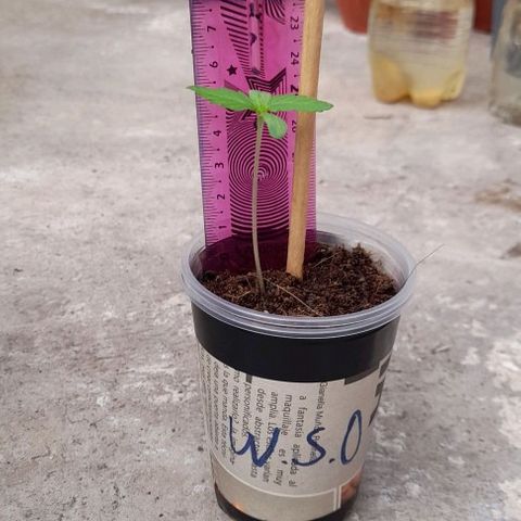 Chalupas var. CBD growlog photo: La planta está en estado para segundo trasplante.
