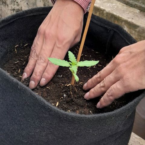 Chalupas var. CBD growlog photo: Con una tijera se cortó el vaso para extraer la plántula con el pan de tierra.