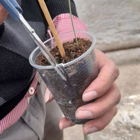 Chalupas var. CBD growlog photo: Con una tijera se cortó el vaso para extraer la plántula con el pan de tierra.