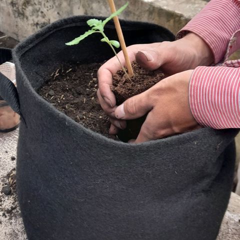 Chalupas var. CBD growlog photo: Con una tijera se cortó el vaso para extraer la plántula con el pan de tierra.