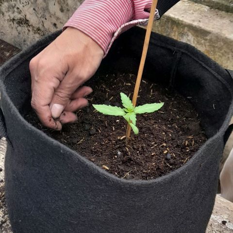 Chalupas var. CBD growlog photo: Con una tijera se cortó el vaso para extraer la plántula con el pan de tierra.