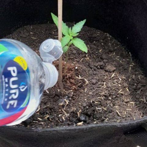 Chalupas var. CBD growlog photo: Medicion de la altura
Riego
