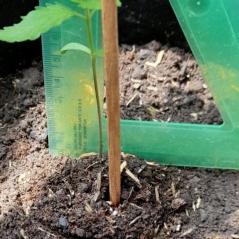 Chalupas var. CBD growlog photo: Medicion de la altura
Riego