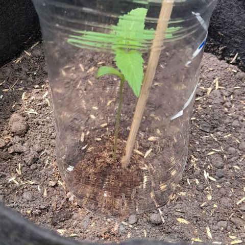 Chalupas var. CBD growlog photo: Verificación de la humedad del sustrato