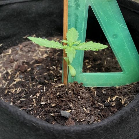 Chalupas var. CBD growlog photo: Se pudo observar el fenómeno de gutación debido a la alta humedad y temperatura