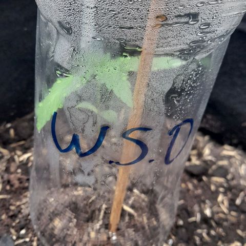 Chalupas var. CBD growlog photo: Se pudo observar el fenómeno de gutación debido a la alta humedad y temperatura
