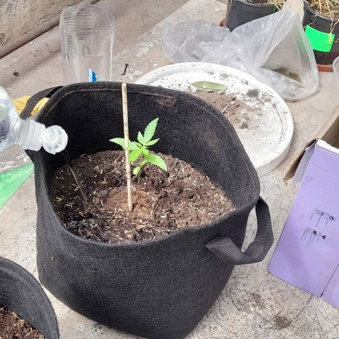 Chalupas var. CBD growlog photo: Sí agregó sustrato