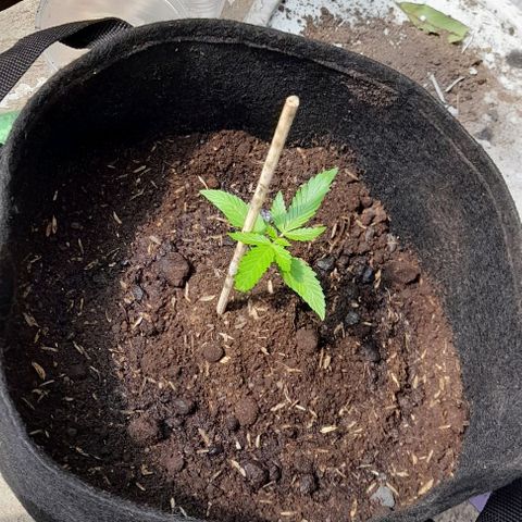 Chalupas var. CBD growlog photo: Se puede observar el segundo par de hojas que contiene tres folíolos.