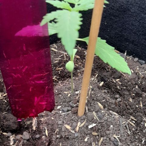Chalupas var. CBD growlog photo: La planta ha crecido y alcanzó una altura de 9 cm.