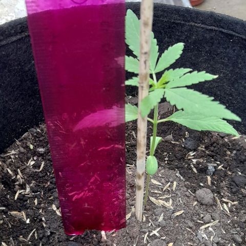Chalupas var. CBD growlog photo: La planta ha crecido y alcanzó una altura de 9 cm.