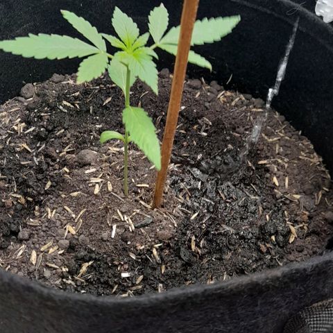 Chalupas var. CBD growlog photo: El tercer par de hojas han empezado a brotar.