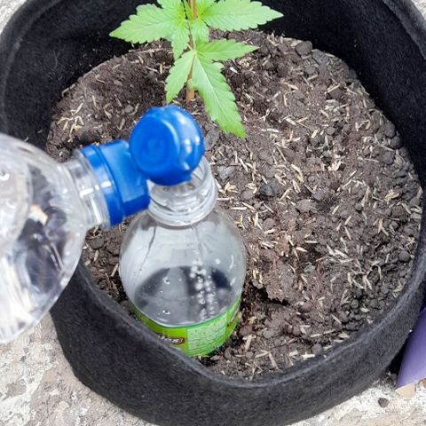 Chalupas var. CBD growlog photo: Riego