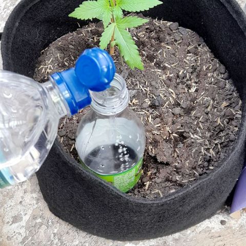 Chalupas var. CBD growlog photo: Riego