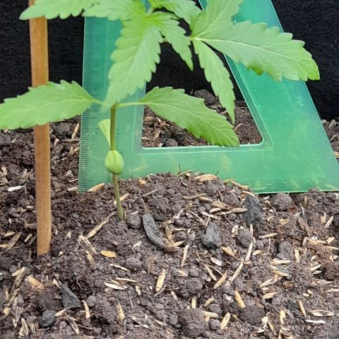 Chalupas var. CBD growlog photo: Medición