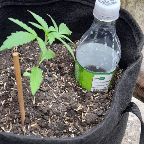 Chalupas var. CBD growlog photo: Riego por goteo