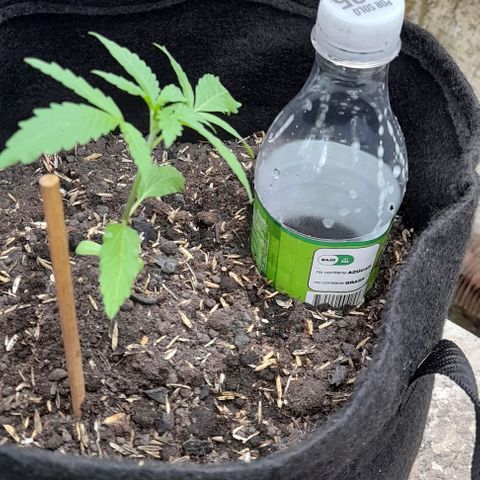 Chalupas var. CBD growlog photo: Se implementó un riego por goteo.