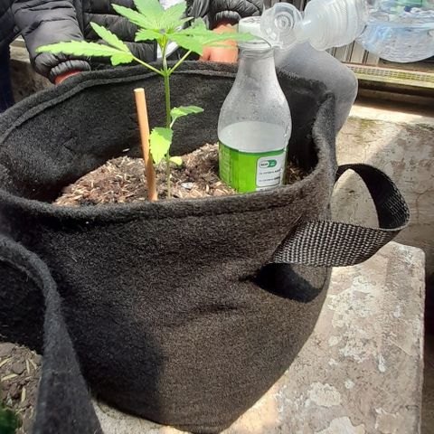 Chalupas var. CBD growlog photo: Se midió la altura de la planta y se regó
