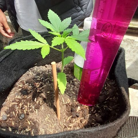 Chalupas var. CBD growlog photo: Se midió la altura de la planta y se regó