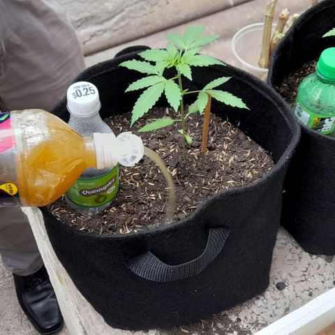 Chalupas var. CBD growlog photo: Sí aplico licuado de sábila, zanahoria y cebolla con el fin de brindar micronutrintes, macronutrientes y repelente para plagas.