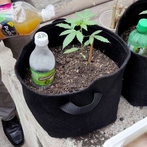 Chalupas var. CBD growlog photo: Sí aplico licuado de sábila, zanahoria y cebolla con el fin de brindar micronutrintes, macronutrientes y repelente para plagas.