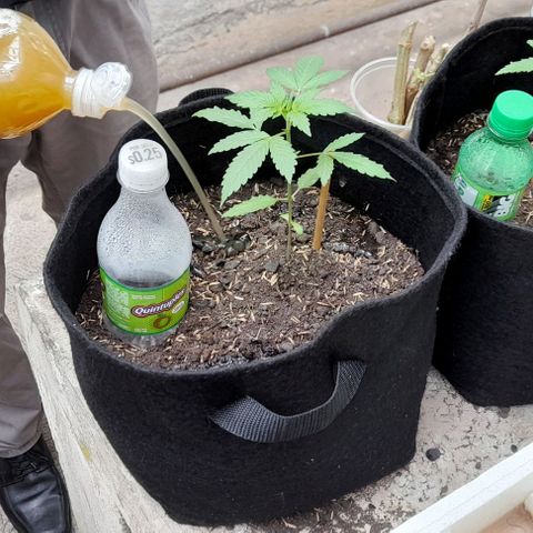 Chalupas var. CBD growlog photo: Sí aplico licuado de sábila, zanahoria y cebolla con el fin de brindar micronutrintes, macronutrientes y repelente para plagas.