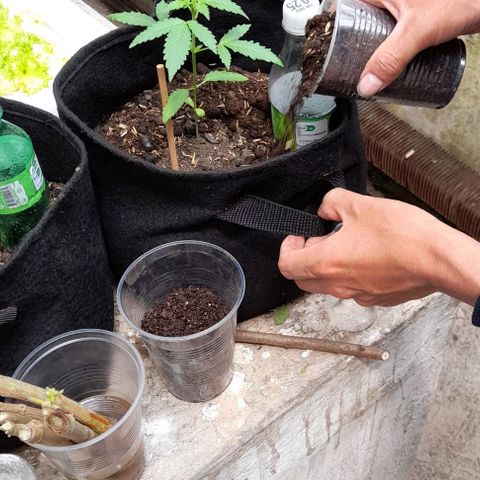 Chalupas var. CBD growlog timeline photo