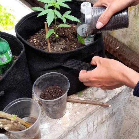 Chalupas var. CBD growlog timeline photo