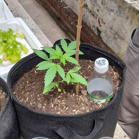 Chalupas var. CBD growlog photo: Colocación de un tutor