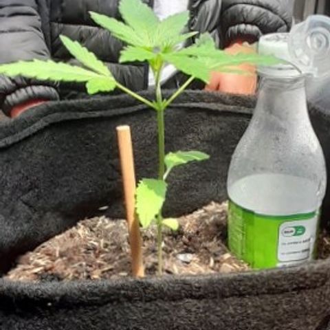 Chalupas var. CBD growlog timeline photo