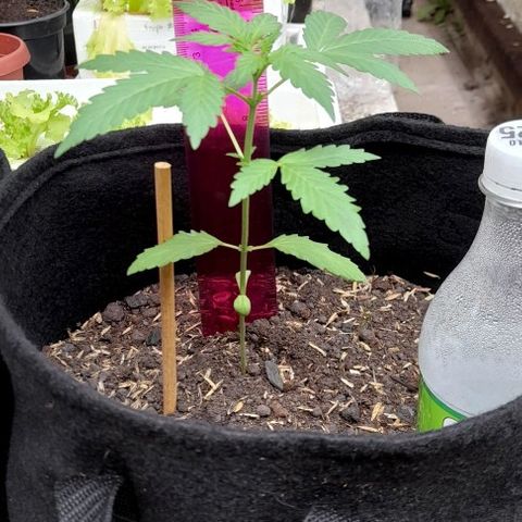 Chalupas var. CBD growlog photo: Riego por goteo