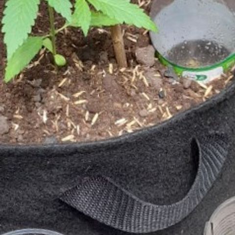 Chalupas var. CBD growlog photo: Sistema casero de riego por goteo