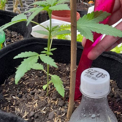 Chalupas var. CBD growlog photo: Medición de altura