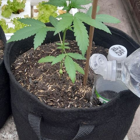Chalupas var. CBD growlog photo: Riego