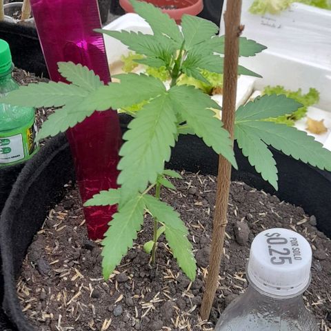 Chalupas var. CBD growlog photo: Mesicion de altura de planta