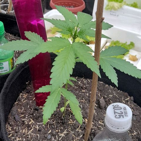 Chalupas var. CBD growlog photo: Mesicion de altura de planta