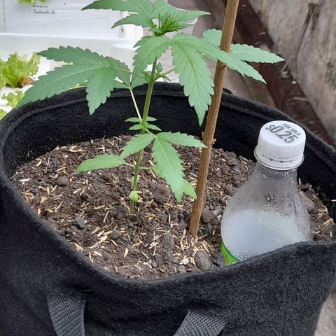 Chalupas var. CBD growlog photo: Observación de planta