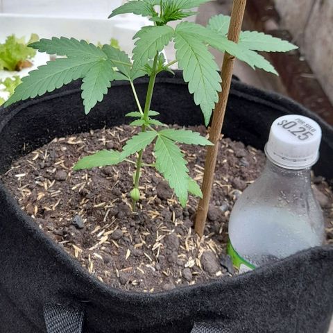 Chalupas var. CBD growlog photo: Observación de planta