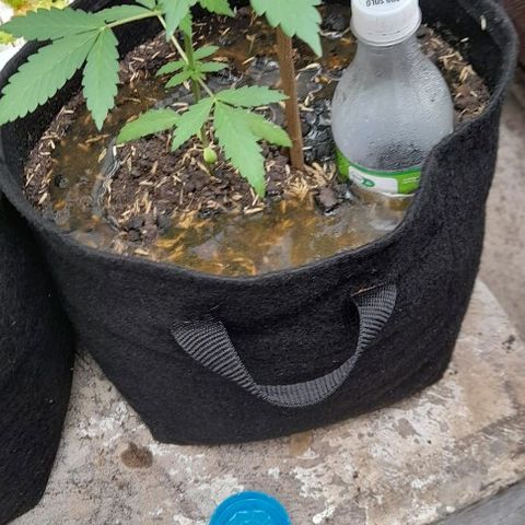 Chalupas var. CBD growlog photo: Fertilización