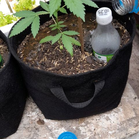 Chalupas var. CBD growlog photo: Fertilización
