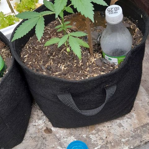 Chalupas var. CBD growlog photo: Fertilización