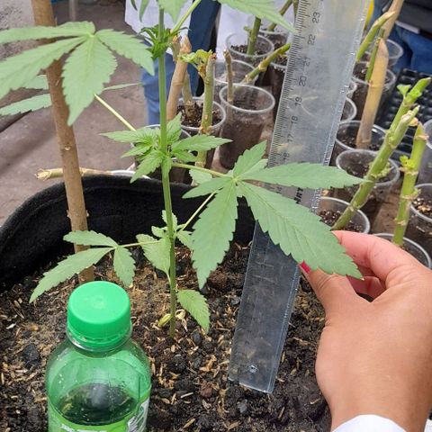 Chalupas var. CBD growlog photo: Medición de altura