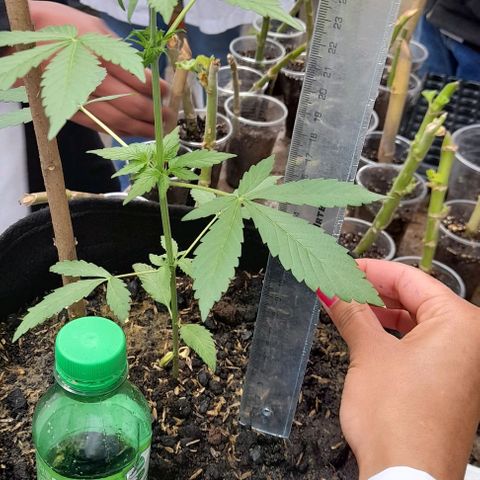 Chalupas var. CBD growlog photo: Medición de altura